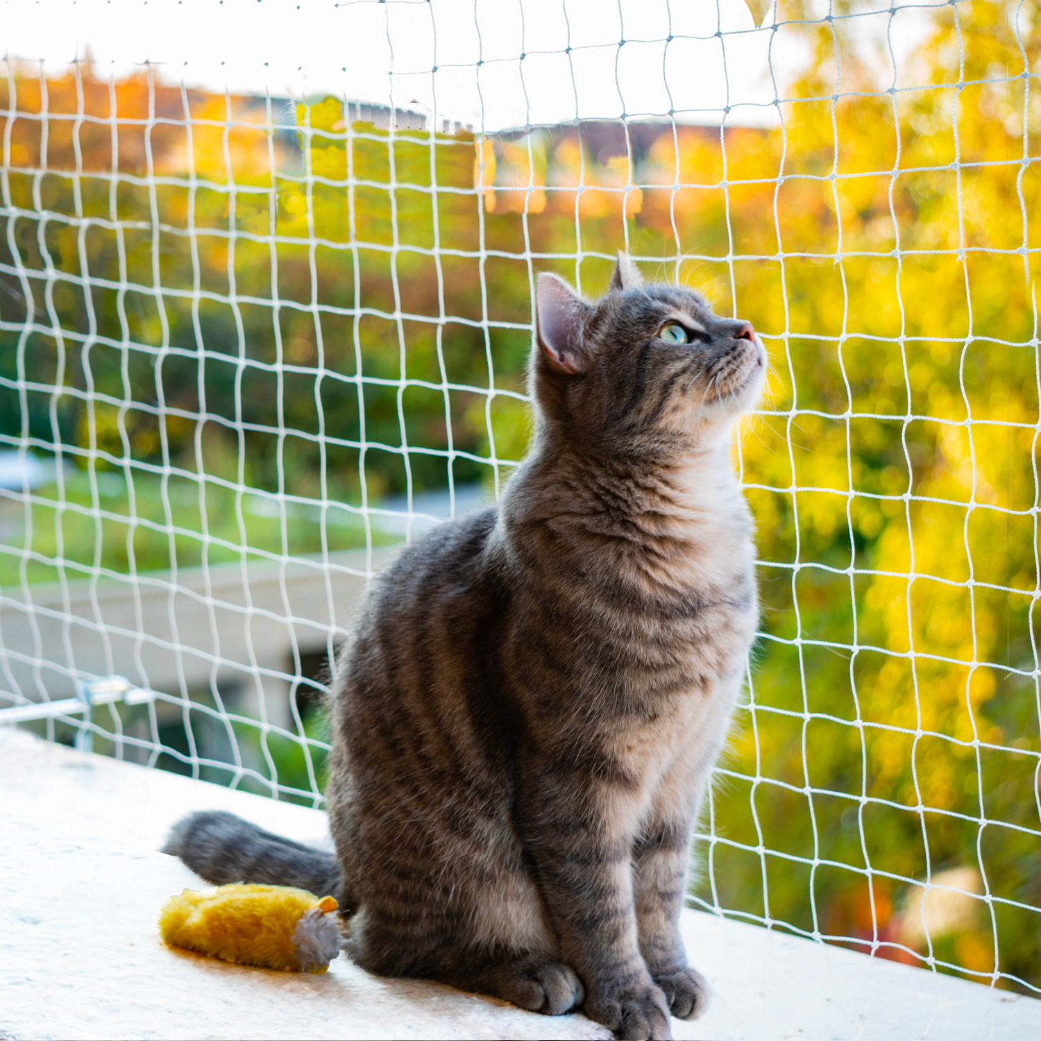Filet En Nylon Transparent 4 X 3 M Pour Chat Filet En Nylon Transparent 4 X 3 M Pour Chat