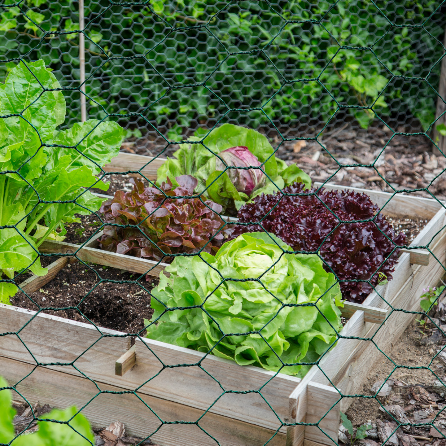 Grillage à Poule 7 M × 40 Cm – Maille 25 Mm, Fil Galvanisé Rigide – Clôture Jardin & Enclos Animaux