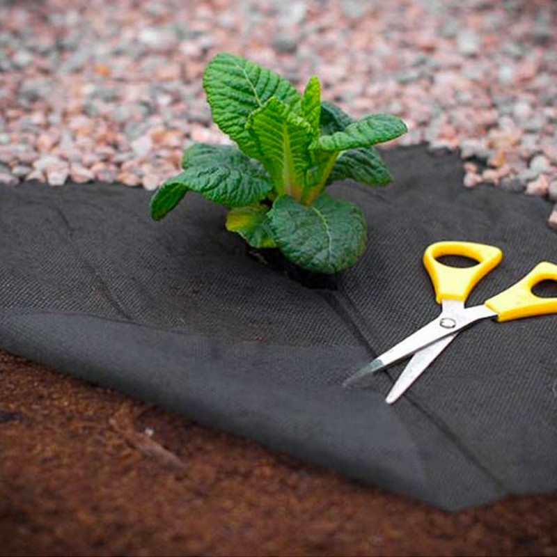 Piantine Di Pomodoro Piennolo Del Vesuvio - 20 Piantine, Varietà Napoletana Resistente Alla Siccità - Foto 4