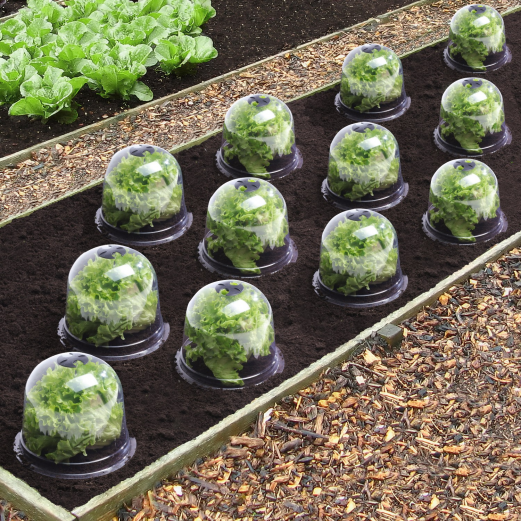 Campana de ensalada x12 invernadero protector para plantas