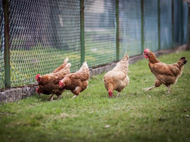 5 poules rousses dans l’herbe à côté d’un grillage