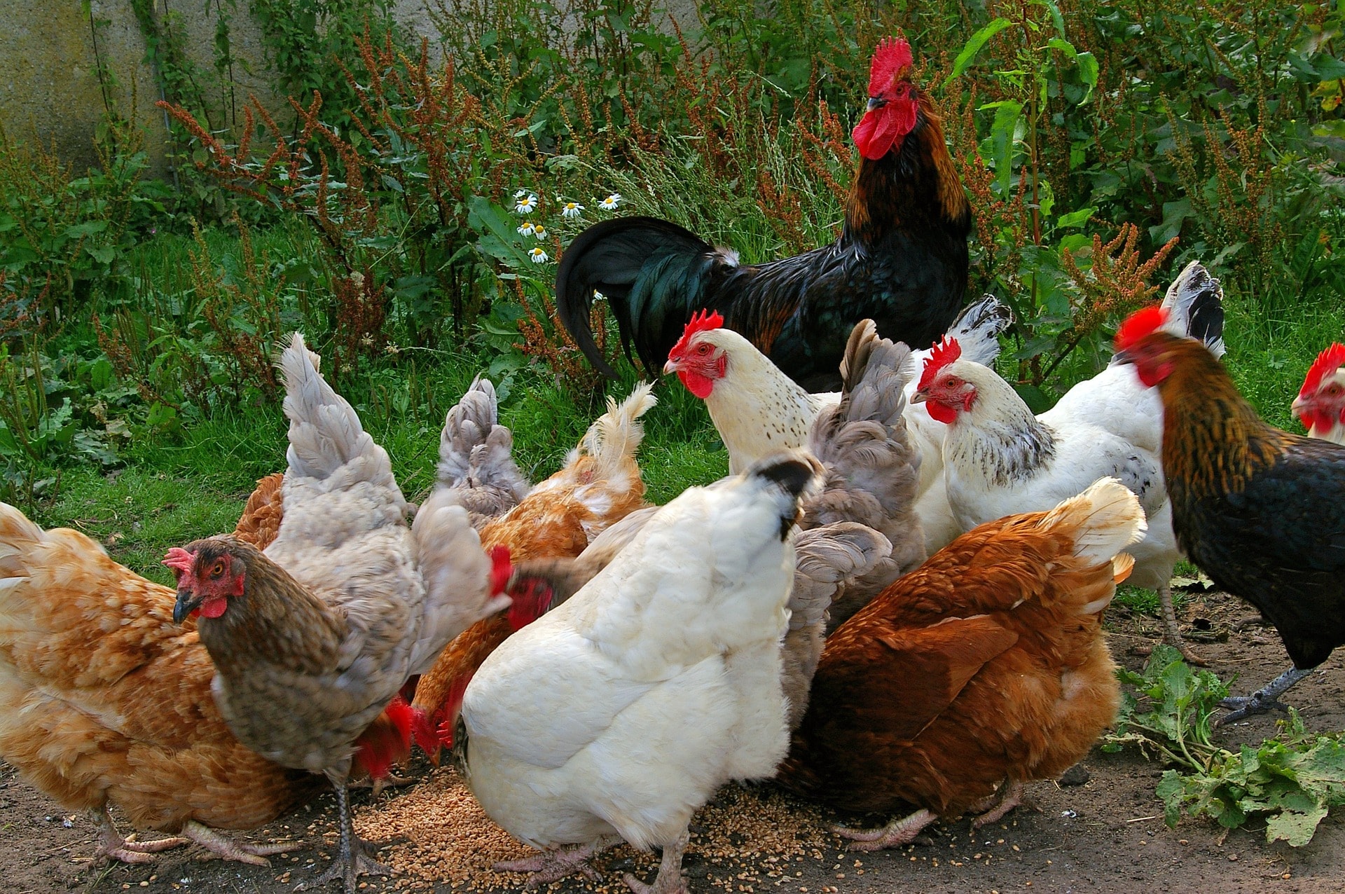 Les poules doivent manger des céréales et des graines