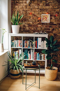 À côté de la fenêtre se trouve une bibliothèque en bois blanc avec de nombreux livres. Sur le dessus de la bibliothèque, une autre plante est positionnée