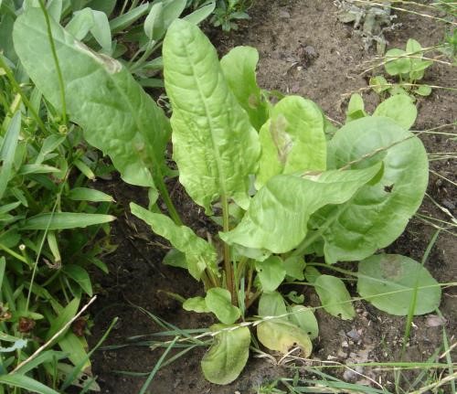 L’oseille commune, heureuse au potager