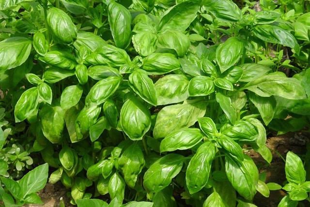 Pieds de basilic, l’herbe indispensable à la confection de délicieuses pizzas