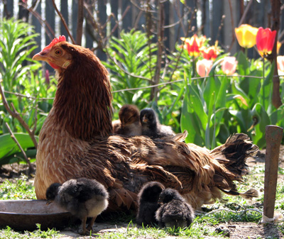 L'huile de cade et ses nombreux bienfaits - Poulorama - tout sur les poules