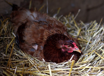 Selle De Poule, Gilet De Poulet Coloré Sans Danger Pour Animal De