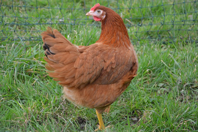 La poule rousse pond jusqu’à 300 œufs par an