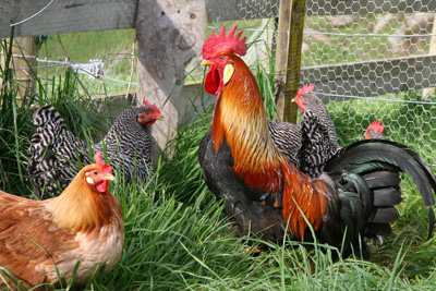 Un coq et quatre poules