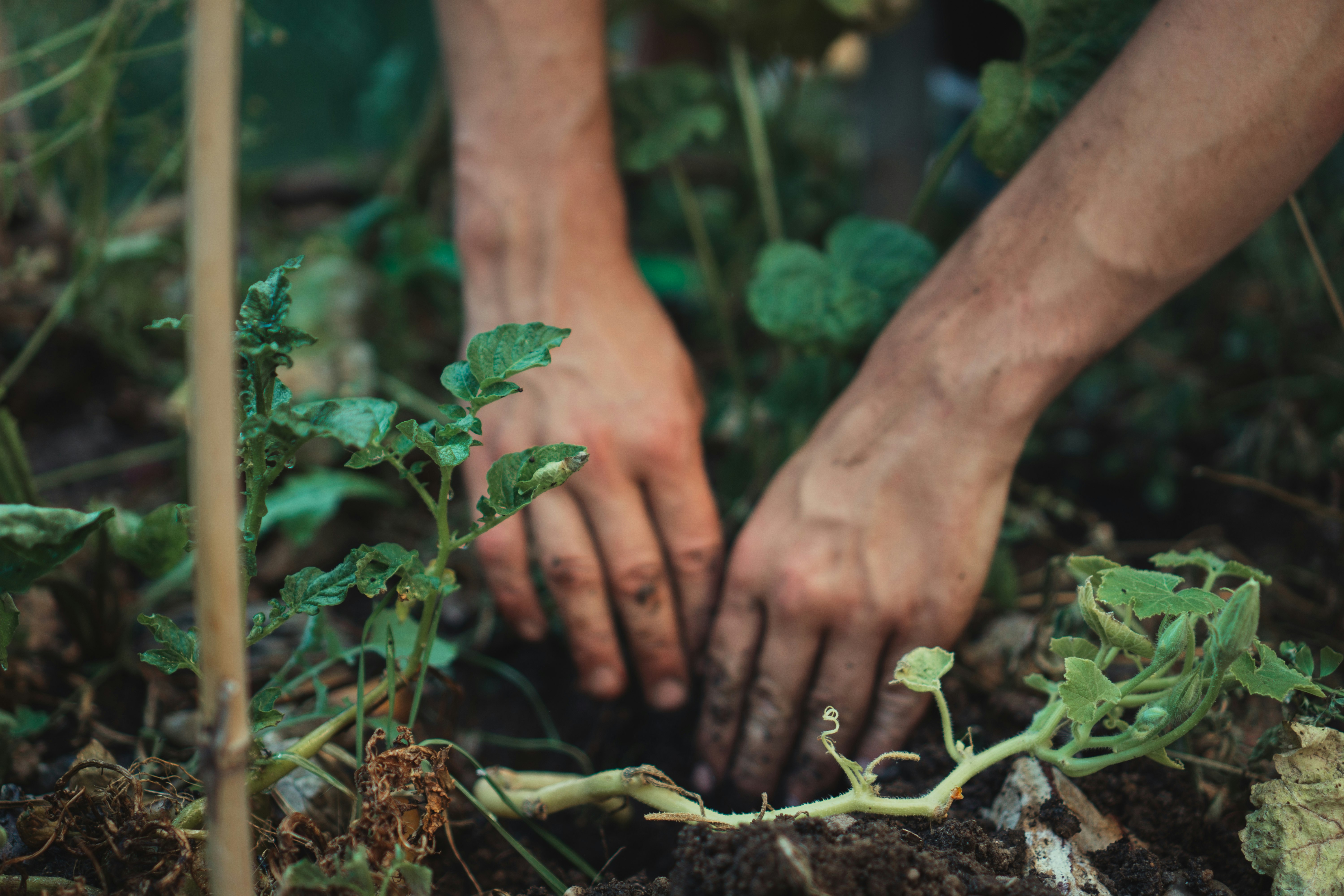Zoom sur les mains d’un homme qui plante des légumes dans la terre