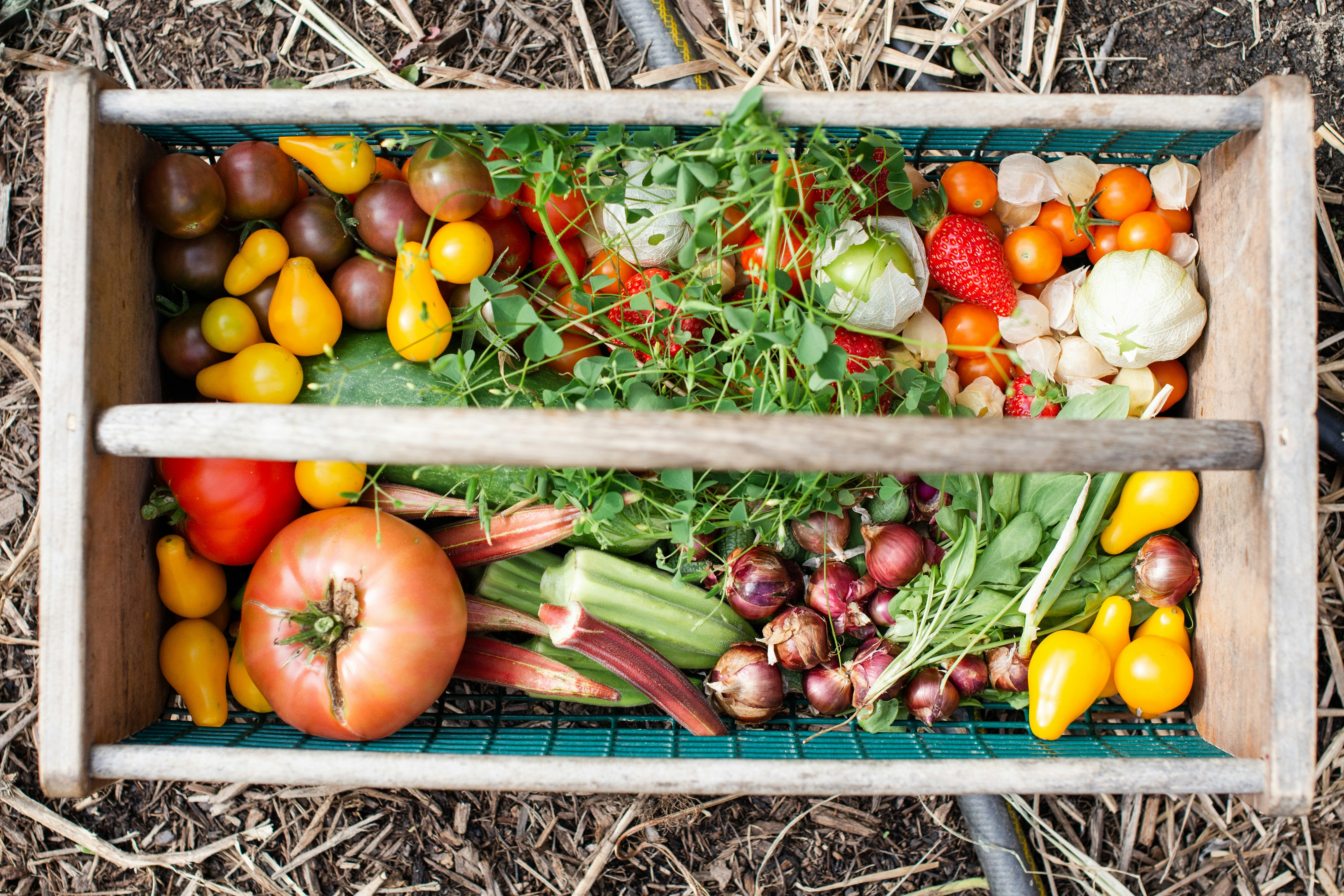 Un panier de récolte du potager : plusieurs variétés de tomates, oignons et salades