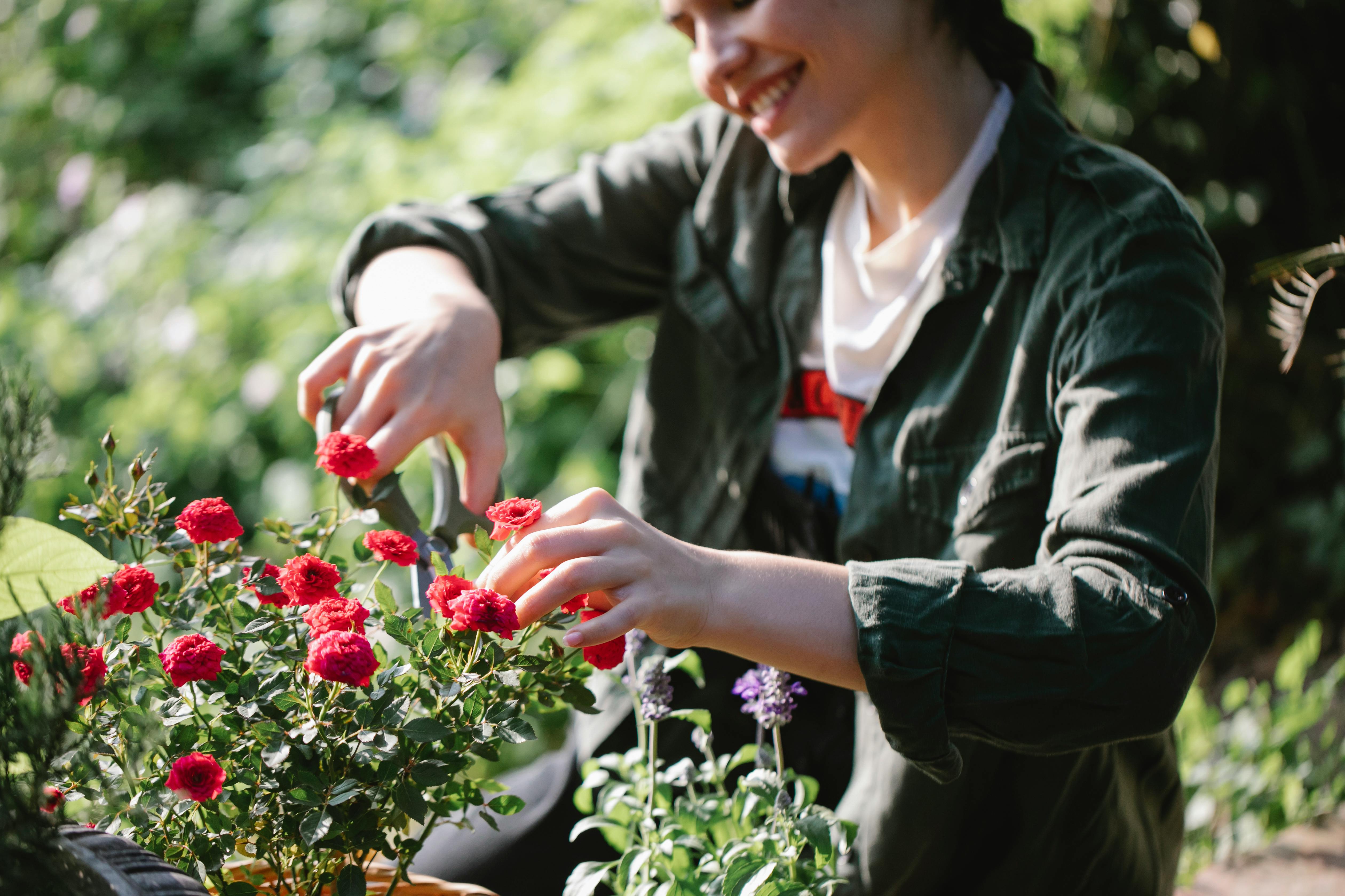 Une femme souriante jardine en taillant une plante aux fleurs rouges avec un petit sécateur