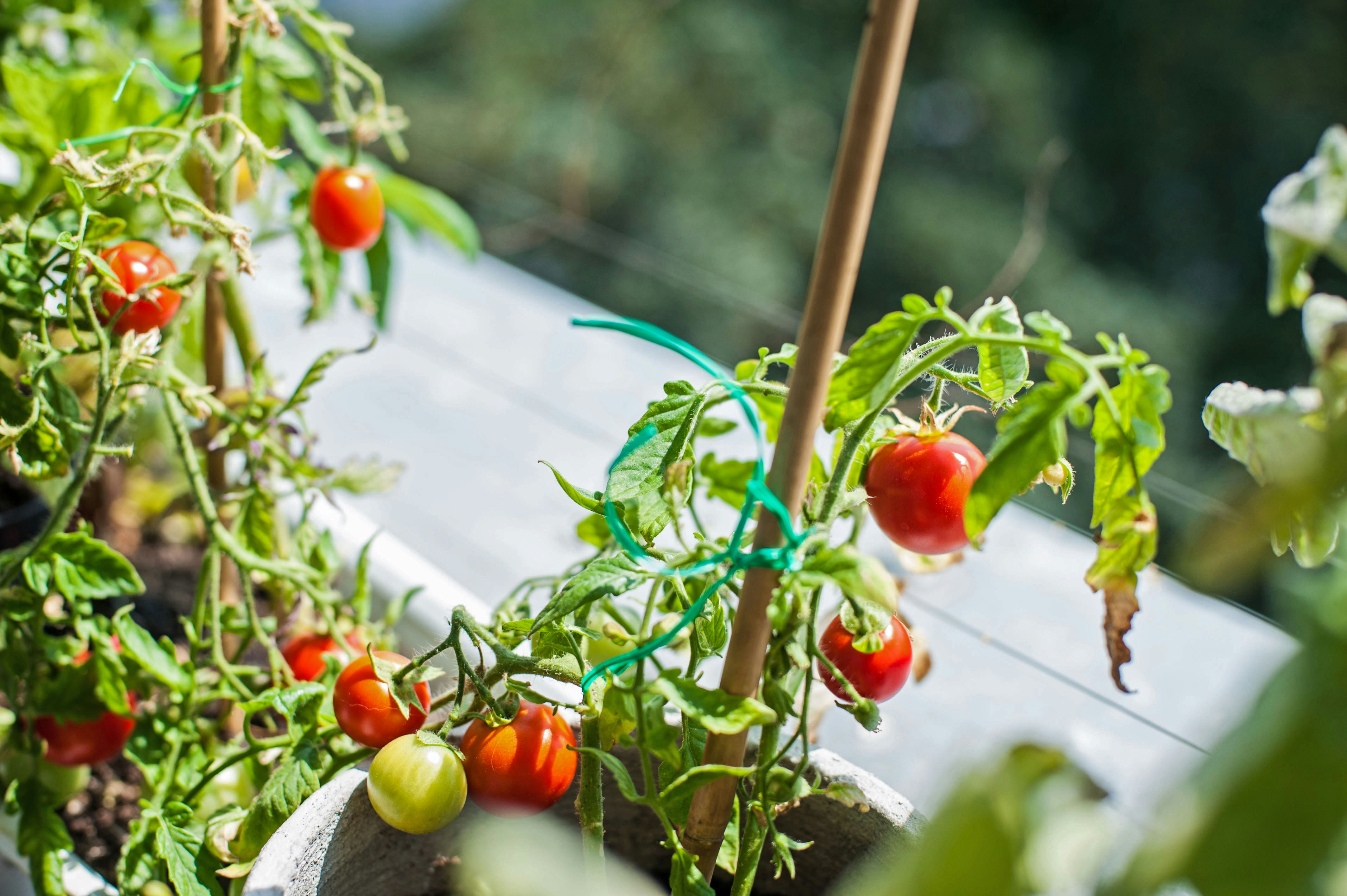 Tomates cerises en pot sur balcon pour un potager urbain dans un petit espace