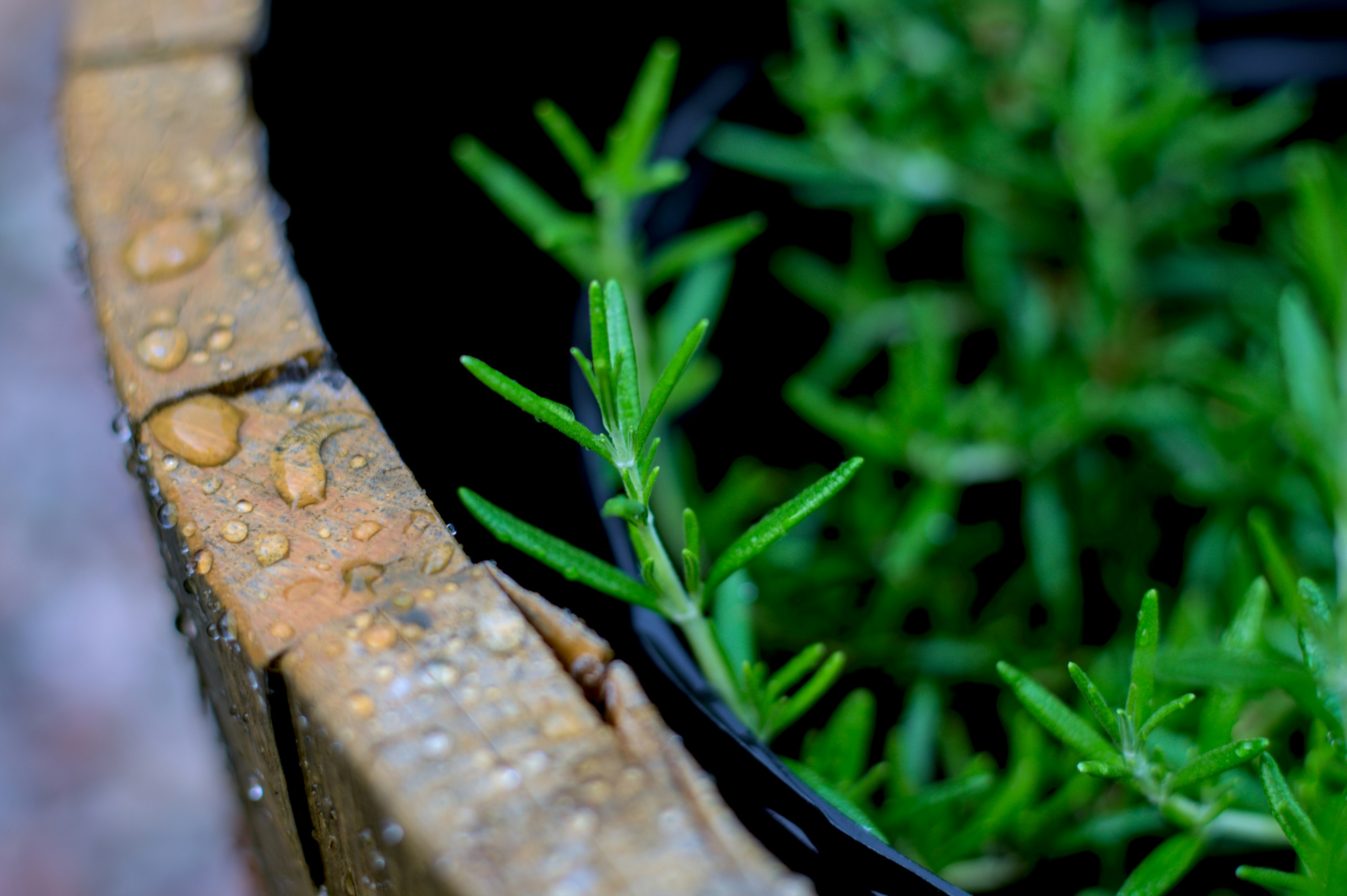 Plante aromatique en bac pour un espace jardinage facile à entretenir