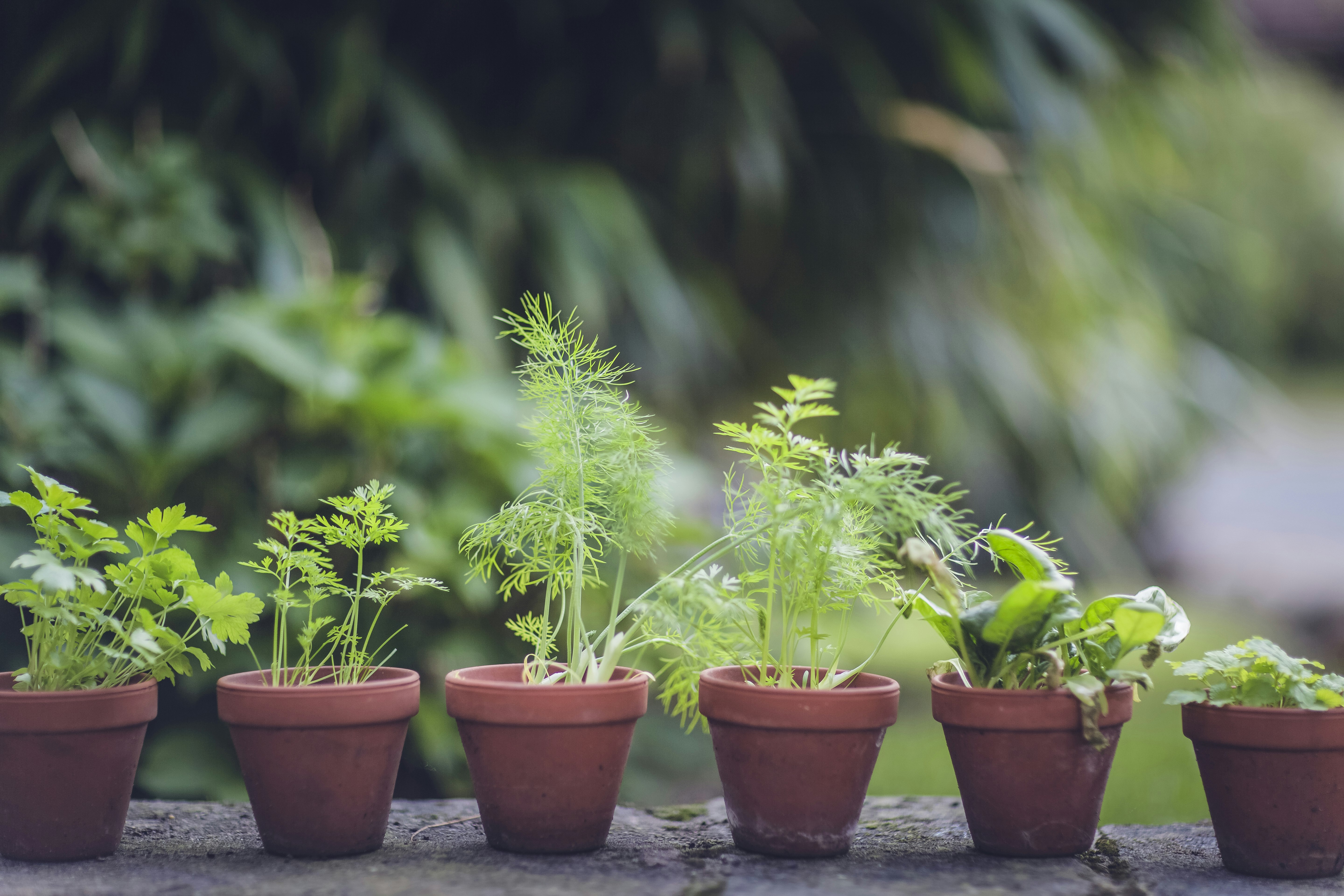 Des plantes dans des petits pots en terre cuite posés sur un balcon.