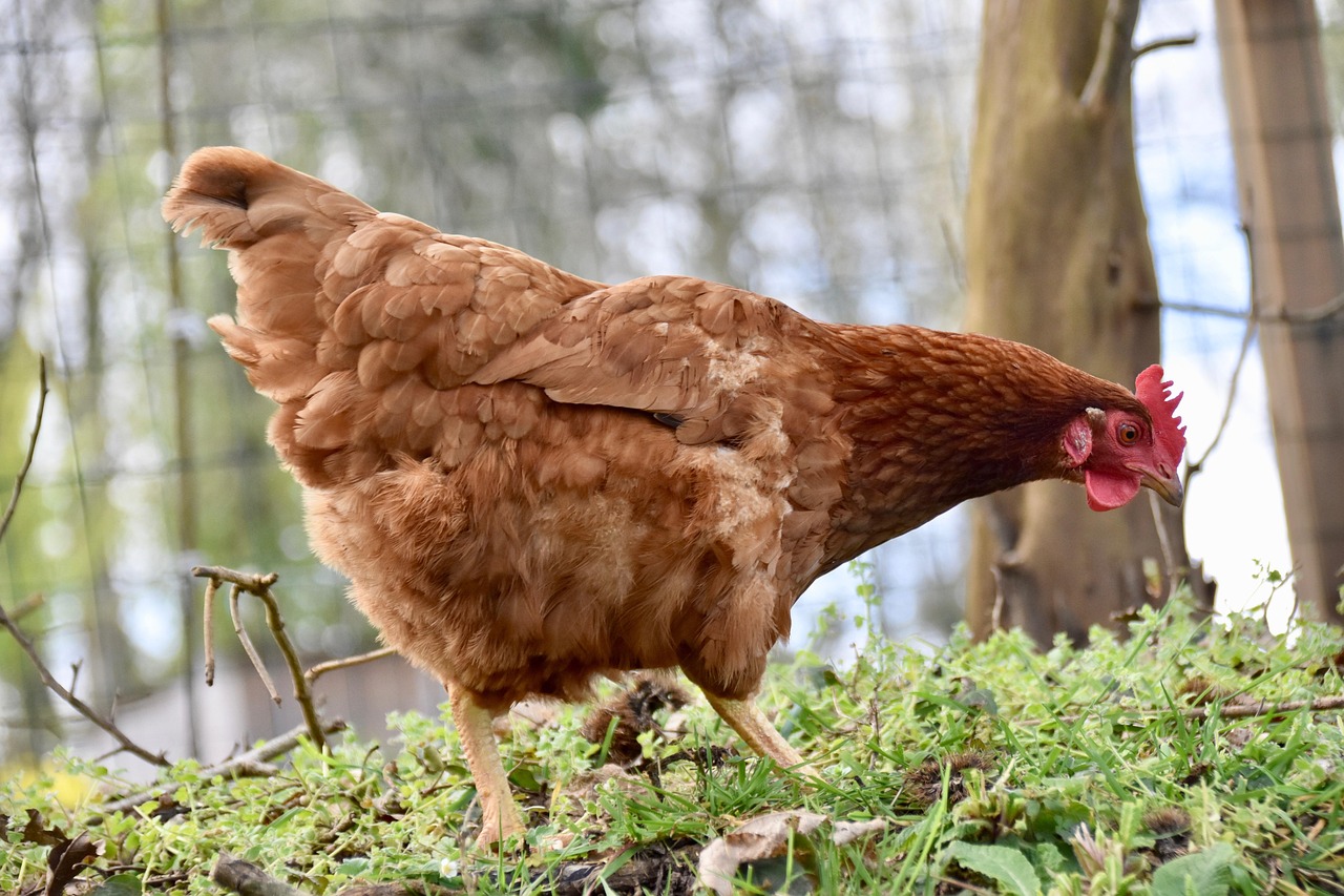Poule rousse en liberté dans un jardin, illustrant un environnement adapté à un poulailler pour 3 poules