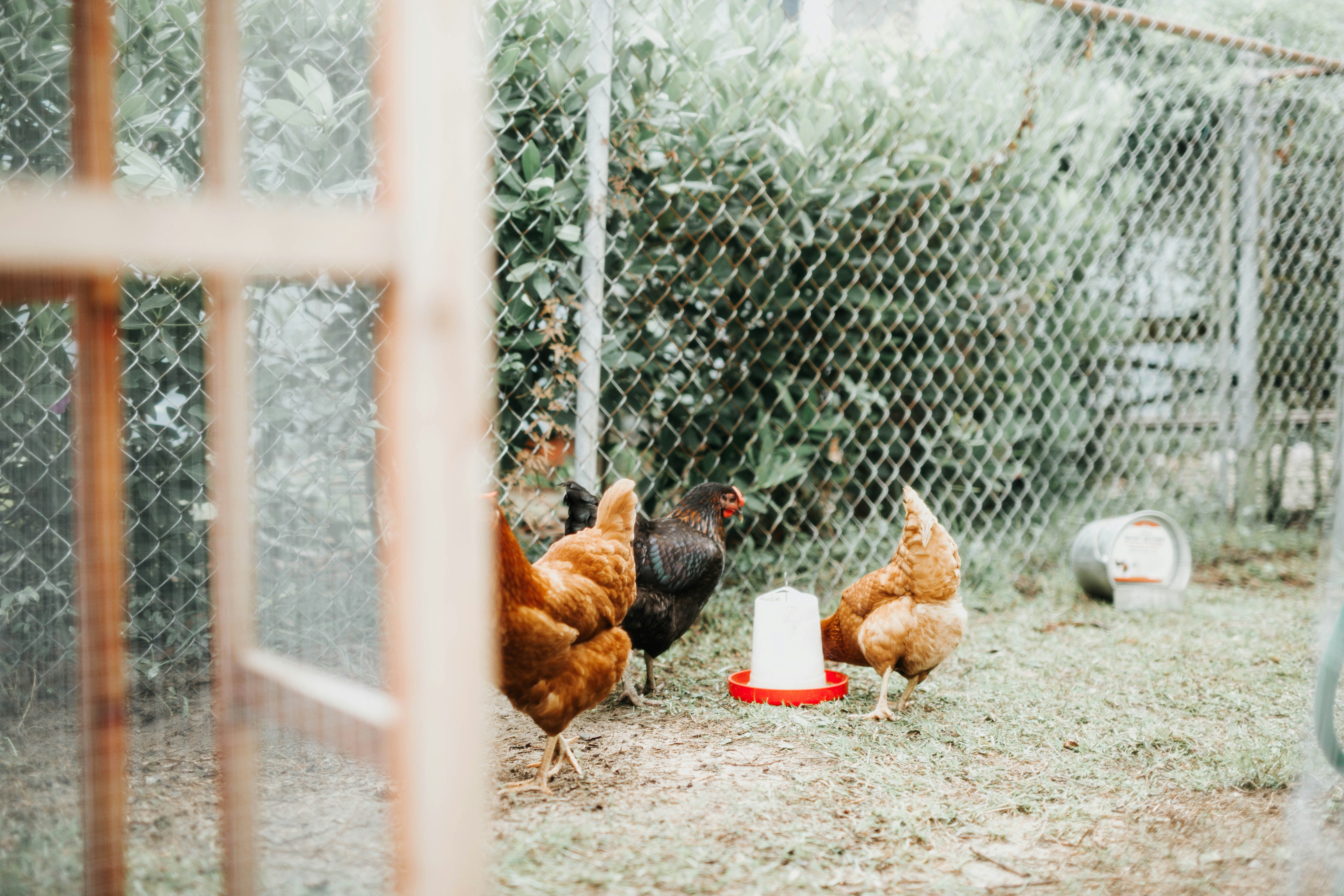 Enclos pour poules avec trois gallinacés, à l’extérieur, dans un espace sécurisé, avec grillage et protection contre les prédateurs