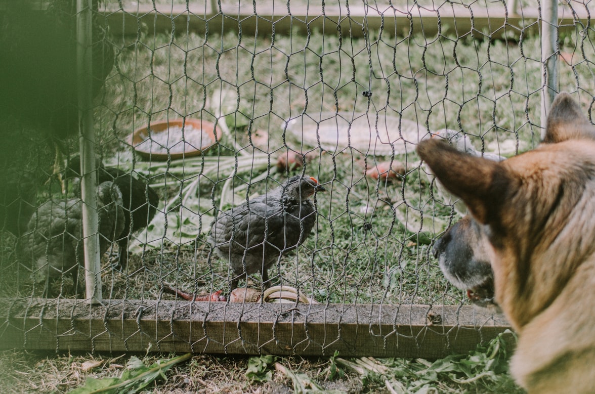 Poules derrière un grillage à mailles hexagonales, observées par un chien à l’extérieur de l’enclos