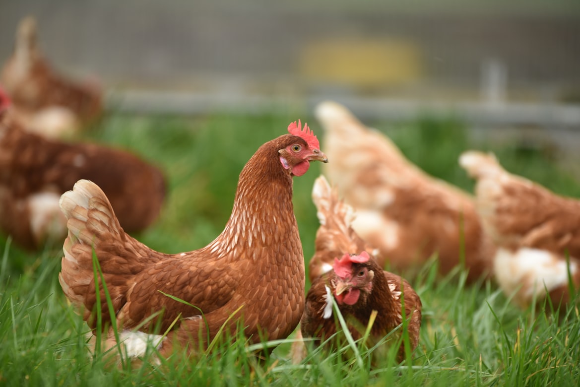 Des poules dans leur environnement naturel