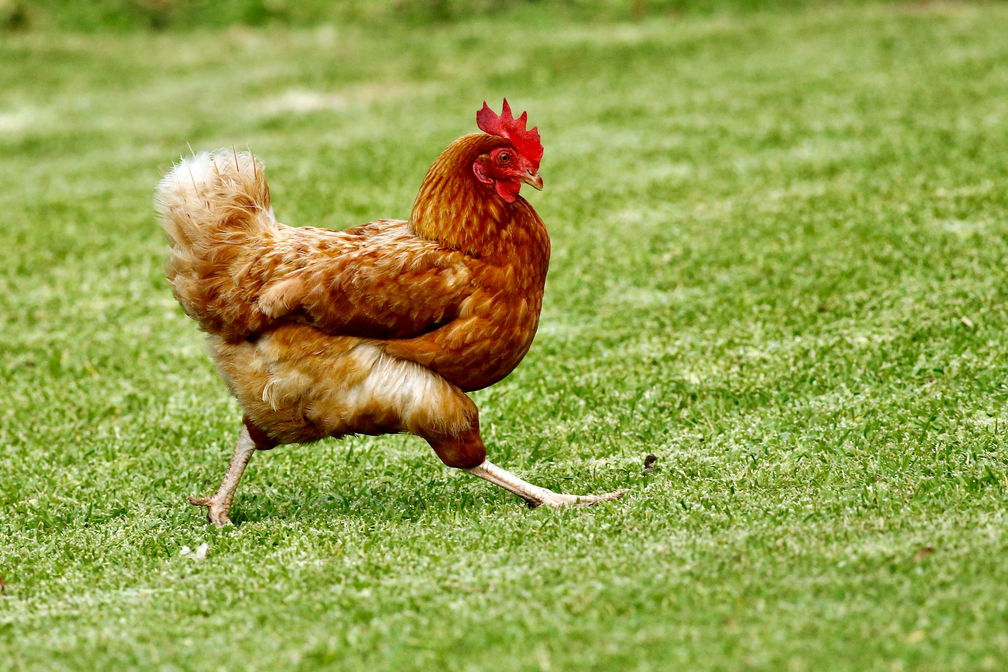 Une poule rousse sur l’herbe verte