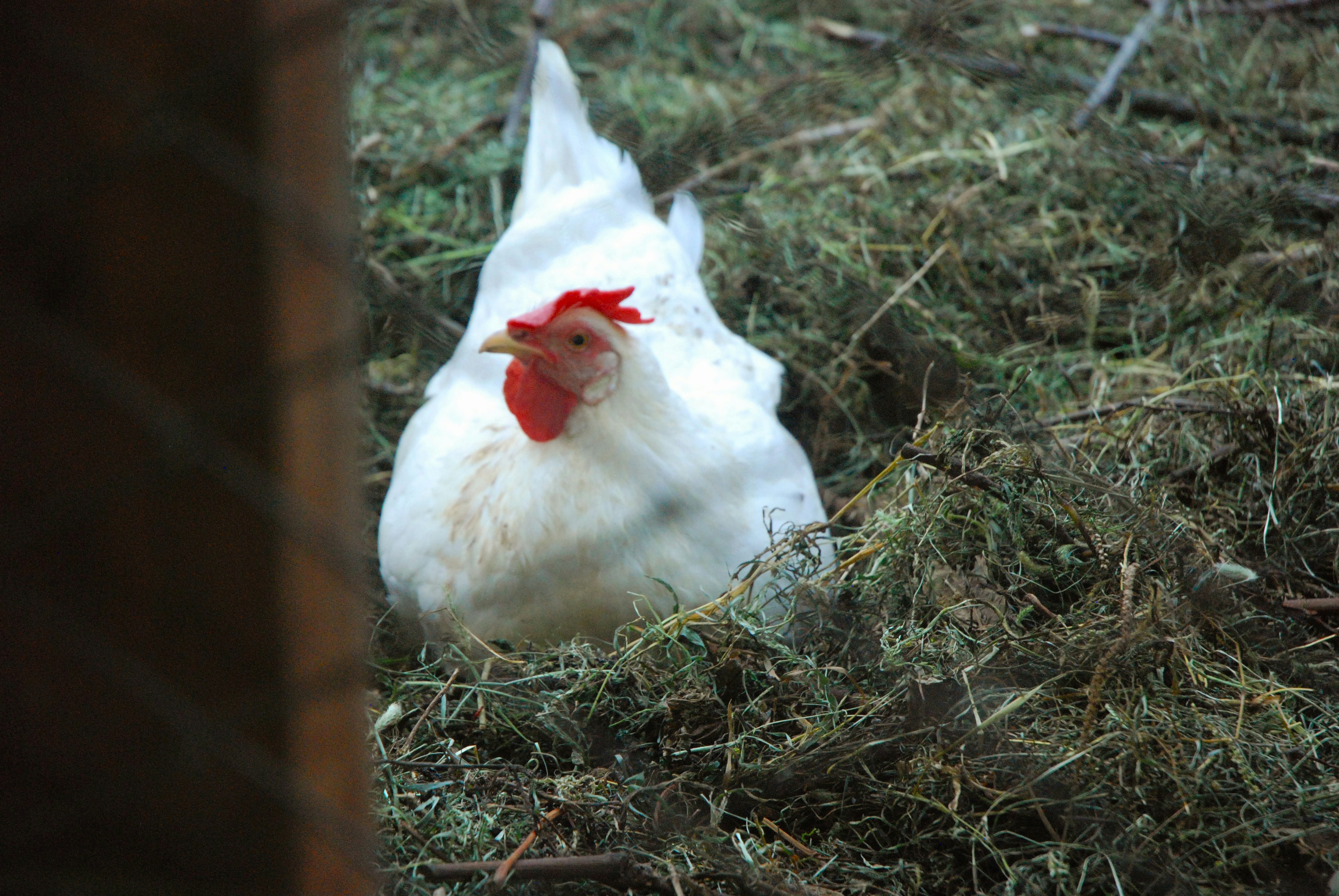 Une poule blanche derrière un grillage