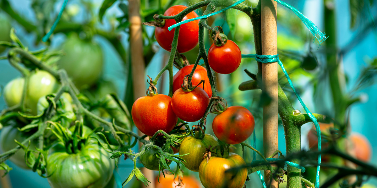 Calendrier de mars : comment bien aménager ses espaces de culture pour le printemps
