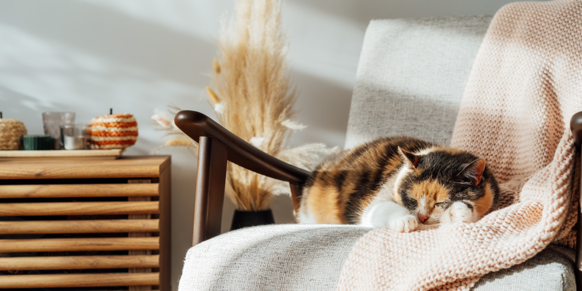 Tendances déco automne 2026 : le guide pour relooker votre intérieur